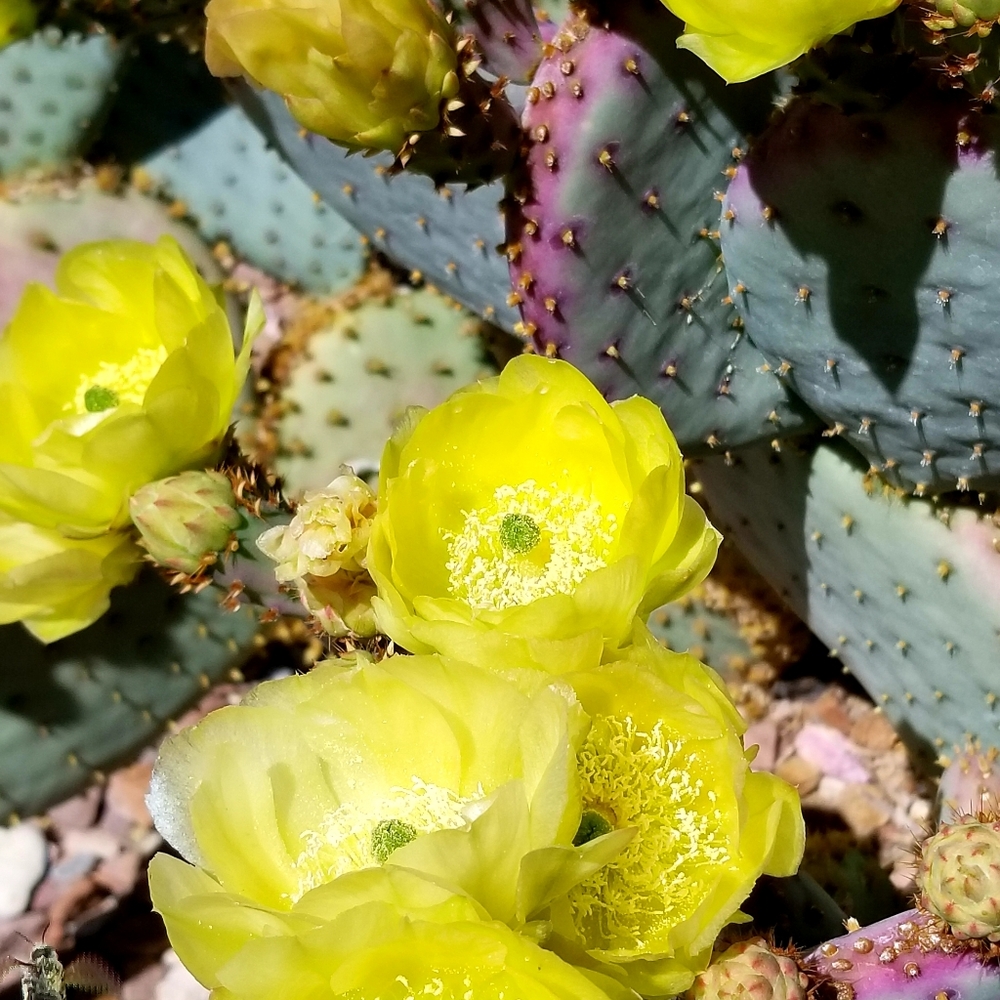 Cactus - Picture 2 of 7